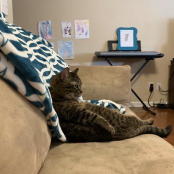 St. Clair Animal Care - The most interesting cat in the world - Veterinarians Near Me - Moody, Alabama St. Clair Animal Care - The most interesting cat in the world - Veterinarians Near Me - Moody, Alabama