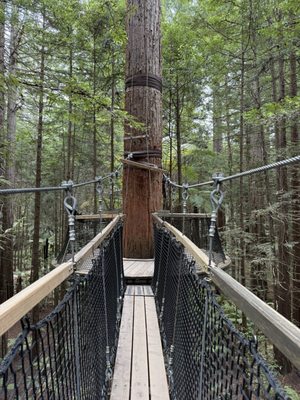 Redwoods Treewalk by null