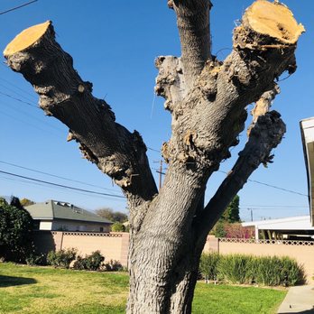 Forest Tree Care - Safely trimmed huge branches from the backyard oak. - Tree Services Near Me - Chino, California