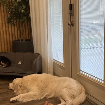 Zen Paws Retreat - Two of my dogs - Pet Groomers Near Me Zen Paws Retreat - Two of my dogs - Pet Groomers Near Me
