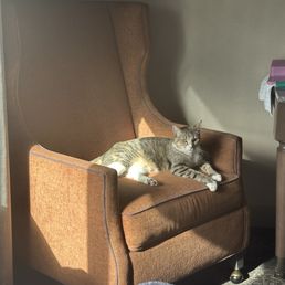 They allow cats