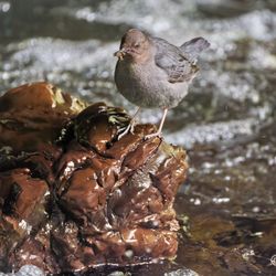 Experience Olympic - American Dipper with food in beak for nestlings.