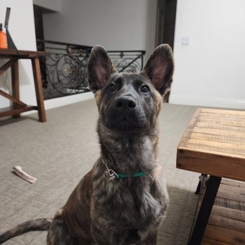 Taggs K9 - Pup in Sit - Pet Training Near Me - North Las Vegas, Nevada Taggs K9 - Pup in Sit - Pet Training Near Me - North Las Vegas, Nevada