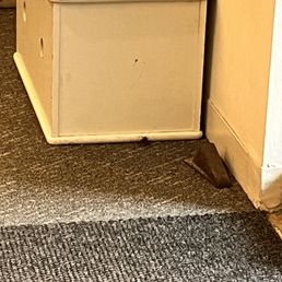 Cockroach.