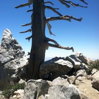 Ontario Peak - Look for the registry in this pile of rocks in front of the main tree on Ontario Peak - Hiking Near Me - Mount Baldy, California