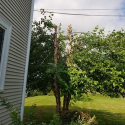 Great Lakes Tree Services
