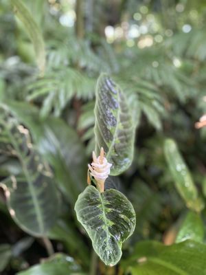 Atlanta Botanical Garden by null