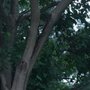 Photo of Enrique's Tree Service