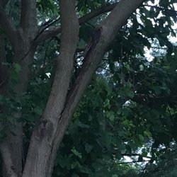 Enrique's Tree Service - Before