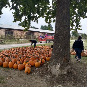 Hidden Valley Orchards - Pumpkins! - Pick Your Own Farms Near Me - Lebanon, Ohio