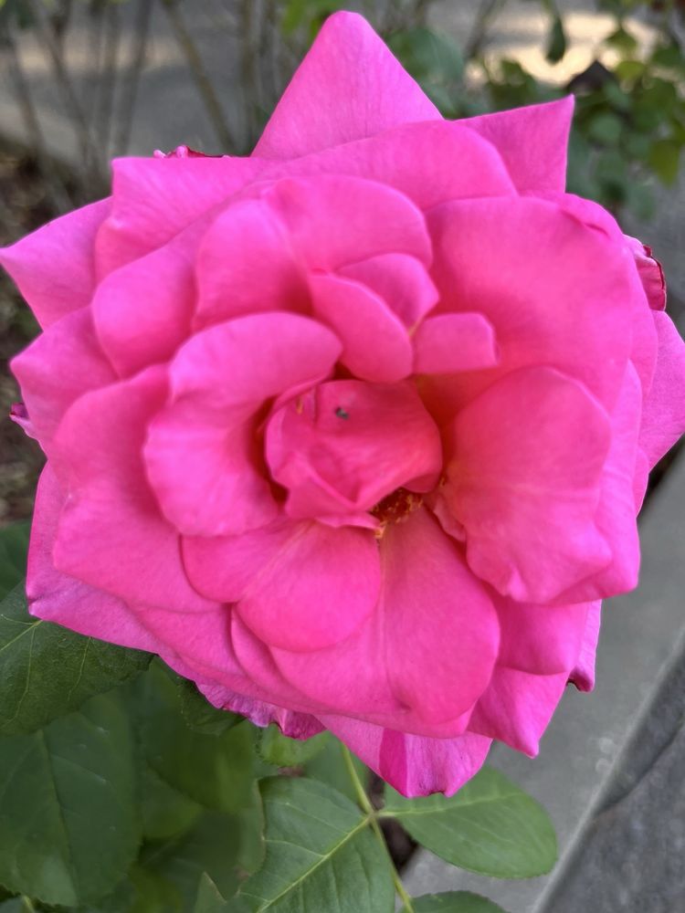 Woodside Healthcare Center - home care agency in Sacramento, CA