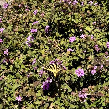 San Dieguito County Park - Butterflies fluttering in abundance around the garden and park - Parks Near Me - Del Mar, California San Dieguito County Park - Butterflies fluttering in abundance around the garden and park - Parks Near Me - Del Mar, California