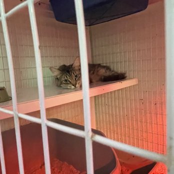 Touched by an Animal - Animal Shelters Near Me Touched by an Animal - Animal Shelters Near Me