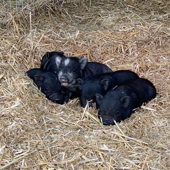 SoCalMiniPigs - Arabellas piglets! - Pet Breeders Near Me - Valley Center, California