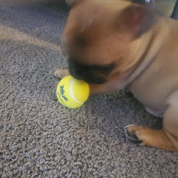 Karen's Puppies - Pet Adoption Near Me