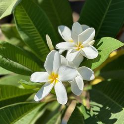 Macias Nursery - Plumeria
