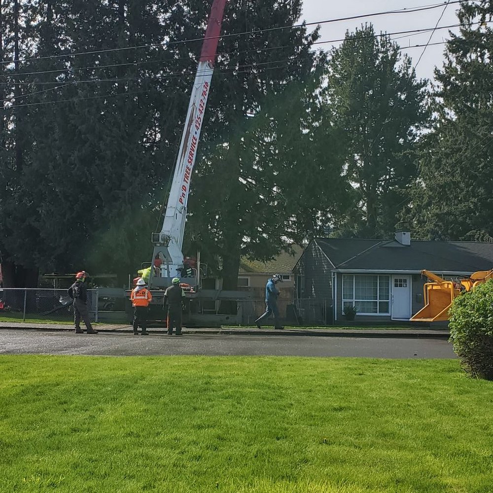 P'n'D Logging and Tree Service - Tree Services Near Me - Maple Valley, Washington P'n'D Logging and Tree Service - Tree Services Near Me - Maple Valley, Washington