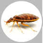 Photo of Ellett Exterminator