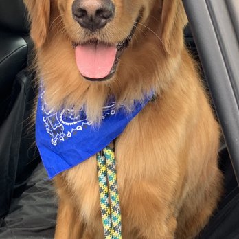 Fisher's Friends Dog Daycare - Pet grooming and day care - Pet Sitting Near Me - Buffalo, New York