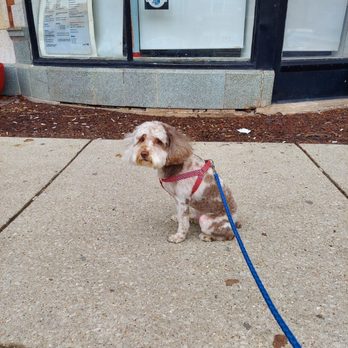 Grooming By Galdy - Say Cheese! - Pet Groomers Near Me - Chicago, Illinois Grooming By Galdy - Say Cheese! - Pet Groomers Near Me - Chicago, Illinois