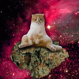 I think this is a specific vision brought to me by Ms. Peyton of the CDC, but in my vision the cat has pink hair, not just pink nebulae! I think this is a specific vision brought to me by Ms. Peyton of the CDC, but in my vision the cat has pink hair, not just pink nebulae!