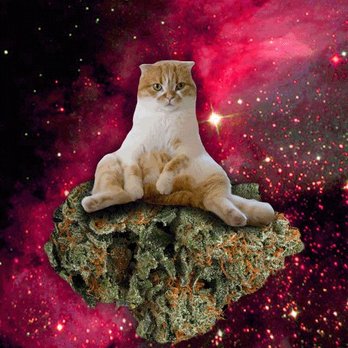 The CDC Dispensary - I think this is a specific vision brought to me by Ms. Peyton of the CDC, but in my vision the cat has pink hair, not just pink nebulae! - Cannabis Dispensaries Near Me - Portland, Oregon The CDC Dispensary - I think this is a specific vision brought to me by Ms. Peyton of the CDC, but in my vision the cat has pink hair, not just pink nebulae! - Cannabis Dispensaries Near Me - Portland, Oregon