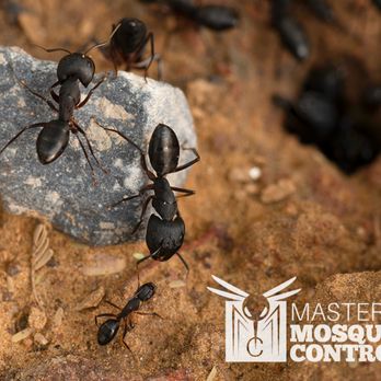 Master Mosquito Control - Pest Control Near Me Master Mosquito Control - Pest Control Near Me