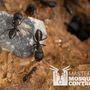 Photo of Master Mosquito Control