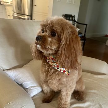 Pete and Mac's Dog Boarding and Training - Pet Sitting Near Me - Gilbert, Arizona Pete and Mac's Dog Boarding and Training - Pet Sitting Near Me - Gilbert, Arizona