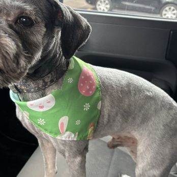 Pampered Paws Grooming Salon - Cash - Pet Groomers Near Me - Alamo, Texas Pampered Paws Grooming Salon - Cash - Pet Groomers Near Me - Alamo, Texas