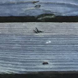 Taos Creek Cabins - Better not walk out to the deck bear footed!