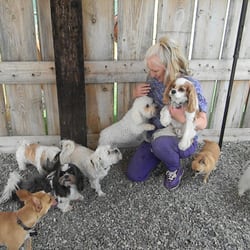 Sunshine Doggy Resort and Daycare - Being pampered outside!