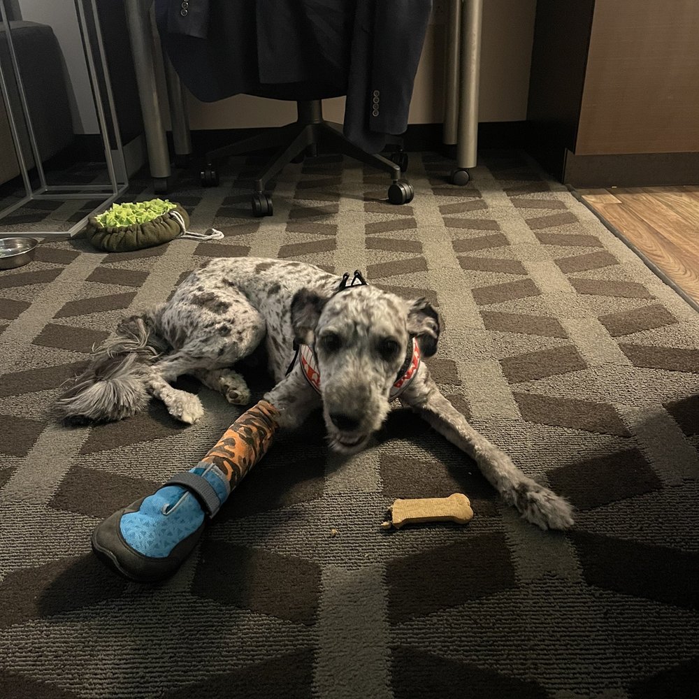 Veterinary Surgical Centers - Veterinarians Near Me - Vienna, Virginia Veterinary Surgical Centers - Veterinarians Near Me - Vienna, Virginia