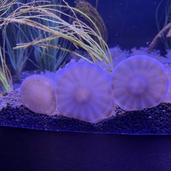 OdySea Aquarium - Upside down jellies - Aquariums Near Me - Scottsdale, Arizona OdySea Aquarium - Upside down jellies - Aquariums Near Me - Scottsdale, Arizona