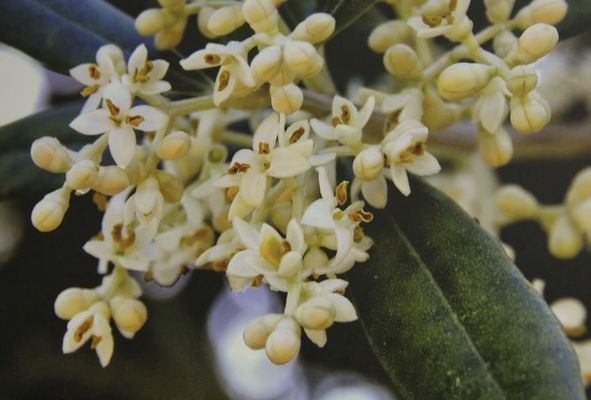 Ojai Olive Oil by null