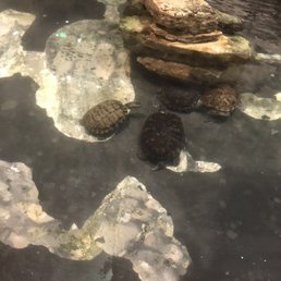 Turtles