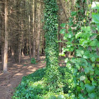 Foothills Trail - Nice forested areas while you are on the trail! - Hiking Near Me - Orting, Washington