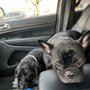 Photo of Kelly's Pet Boutique East