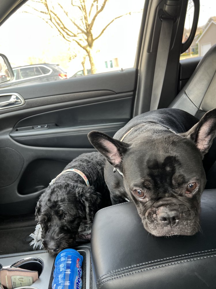 KELLY’S PET BOUTIQUE EAST Updated August 2024 93 Photos & 22