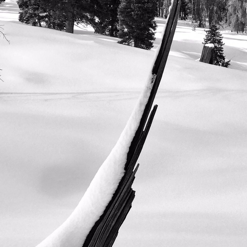 Beaver Creek Nordic Center - Nature's deadwood art along the way - Sporting Goods Near Me - Avon, Colorado