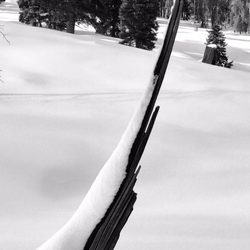 Beaver Creek Nordic Center - Nature's deadwood art along the way