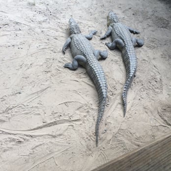Gators & Friends - Baby gators. - Amusement Parks Near Me - Greenwood, Louisiana Gators & Friends - Baby gators. - Amusement Parks Near Me - Greenwood, Louisiana