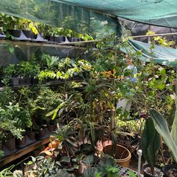 Zone 9 tropicals