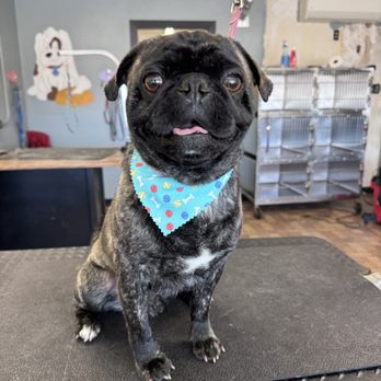 Barker Shop - Pet Groomers Near Me - Tulare, California Barker Shop - Pet Groomers Near Me - Tulare, California