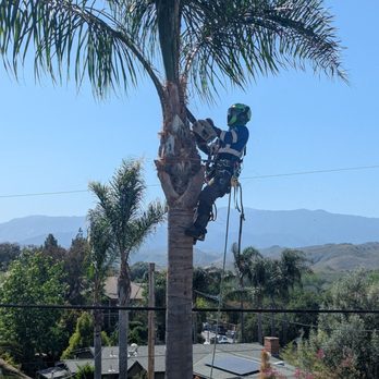 Vista Del Rey Tree Services - Thank you Vista Del Rey Tree service! - Tree Services Near Me - Vista, California Vista Del Rey Tree Services - Thank you Vista Del Rey Tree service! - Tree Services Near Me - Vista, California