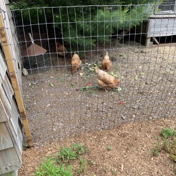 Boothbay Craft Brewery - Chickens - New American Near Me - Boothbay, Maine