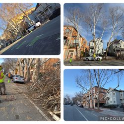 Superior Tree Service - Trimmed 3 Sycamore trees near downtown San Jose,Ca. Even if there's a car in the way, we know how to work around it.