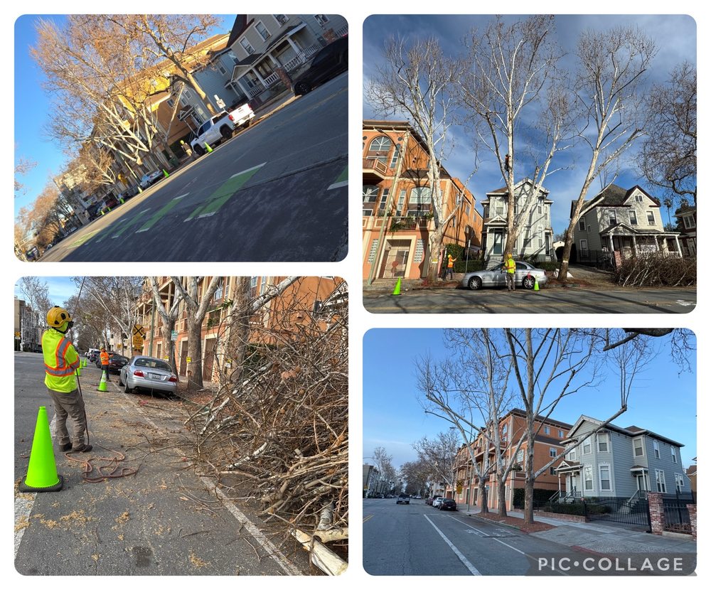 Superior Tree Service - tree service in San Jose, CA