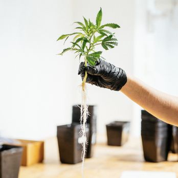 Cannabis Counter - Cannabis Dispensaries Near Me - Whitefish, Montana Cannabis Counter - Cannabis Dispensaries Near Me - Whitefish, Montana
