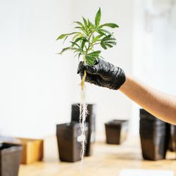 Cannabis Counter